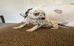Dalmatian dogs for sale: Gorgeous Dalmatian Puppies - Image 10