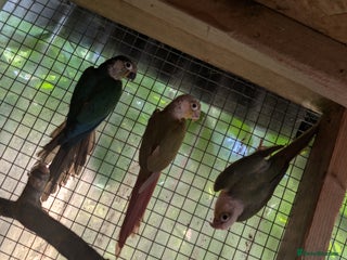 Conures birds - Advert 6