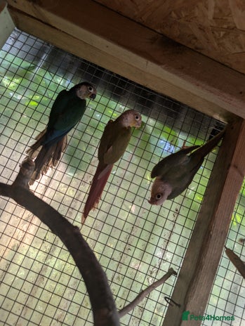 Conures birds - Advert 8