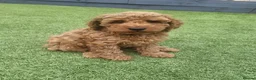 Cockapoo dogs for sale: F1b cockapoos (Ready now) - Advert 5