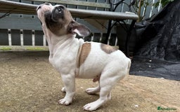 French Bulldog dogs for sale: Adorable Frenchie Puppies Seeking Forever Homes - Image 32