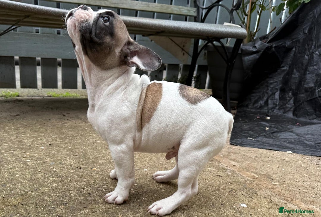 French Bulldog dogs for sale: Adorable Frenchie Puppies Seeking Forever Homes - Image 32
