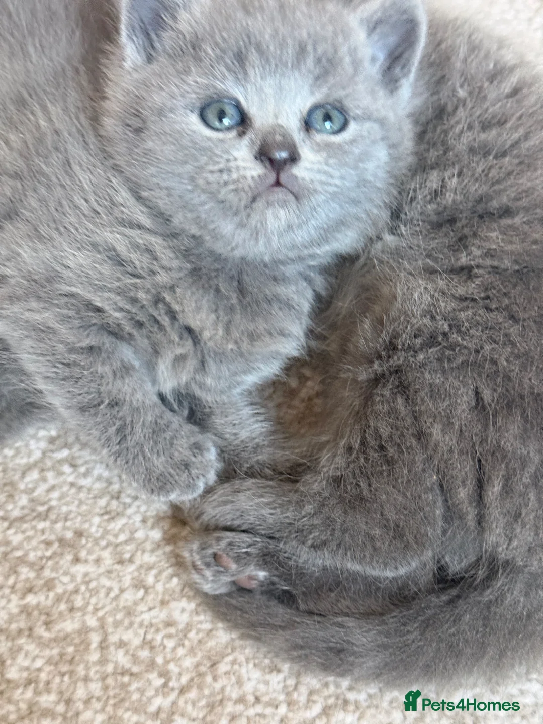 British Shorthair cats for sale: Chubby British Shorthair kitten  - Advert 2