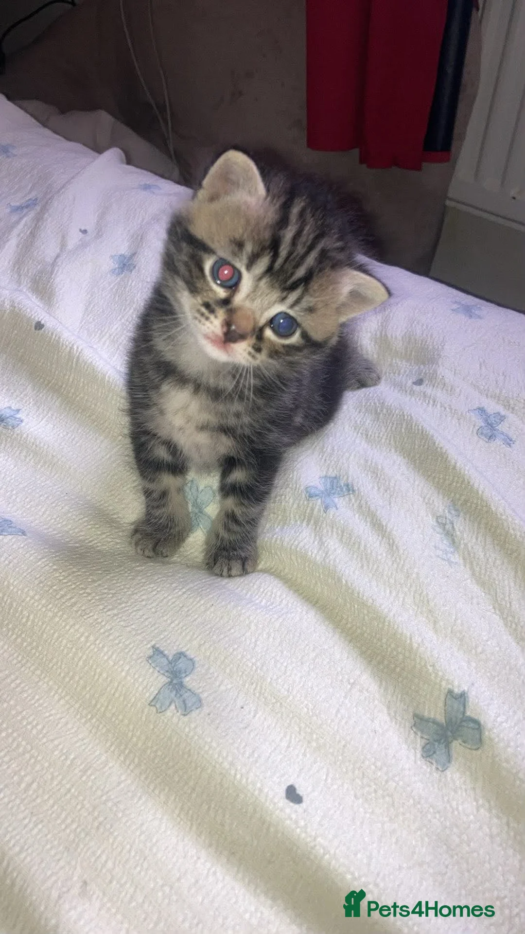 Mixed Breed cats for sale: Last male kitten - Advert 5