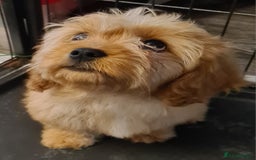 Cavapoo dogs for sale: Extensively health tested and vaccinated - Image 1