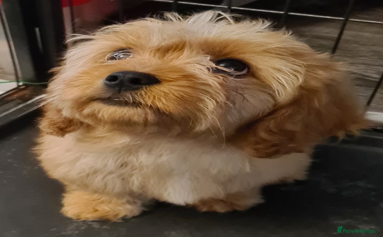 Cavapoo dogs - Advert 1