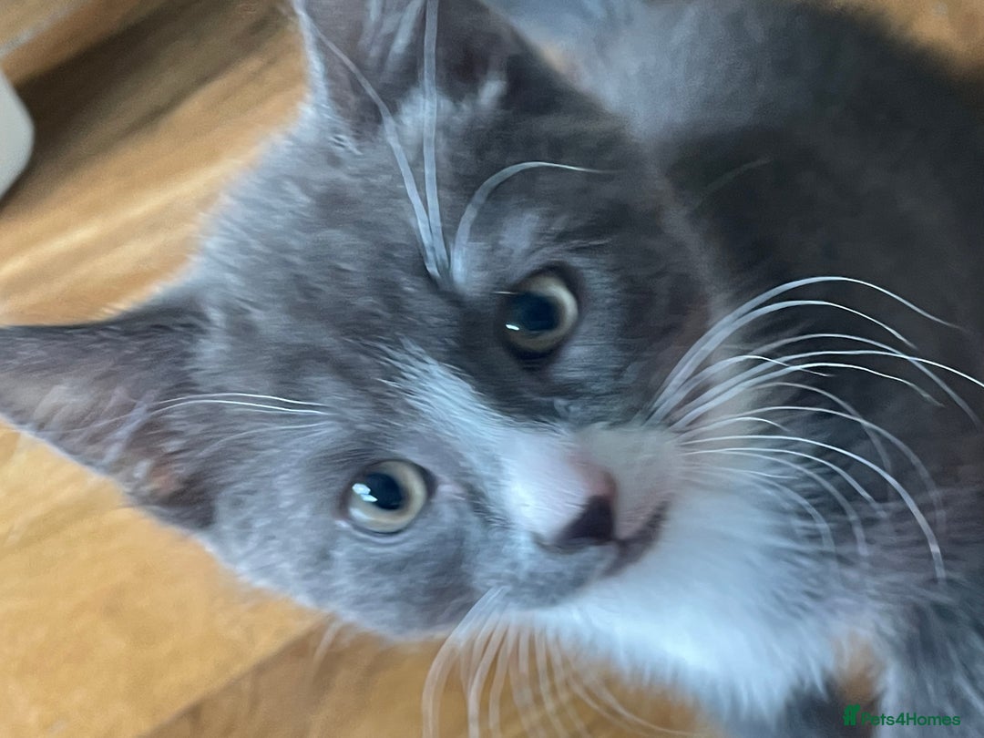 Domestic Shorthair cats for sale: Adorable Grey & White Kitten Looking for a home. - Image 8