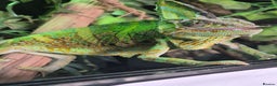 Chameleon reptiles for sale: 4yr Male Veiled Chameleon - Advert 4