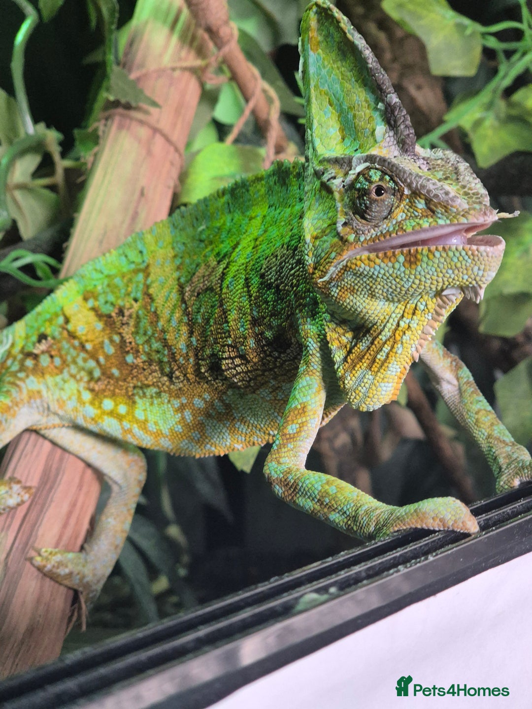 Chameleon reptiles for sale: 4yr Male Veiled Chameleon - Advert 4
