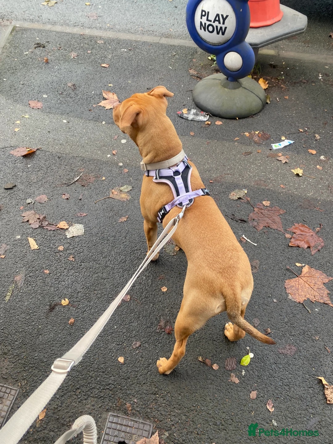 Staffordshire Bull Terrier dogs for sale: Rehoming Our Family Staffy - Advert 4