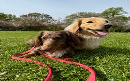 Miniature Dachshund dogs for sale: Bo & Evie mini dachshunds  - Image 3