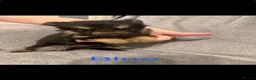 German Shepherd dogs for sale: 6 beautiful German shepherd pups for sale  - Advert 16