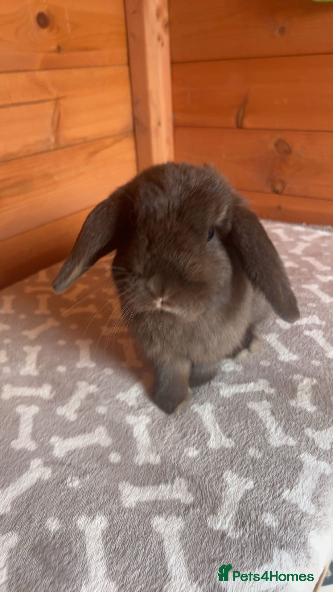 Mini Lop rabbits for sale: gorgeous rabbit for sale - Image 3