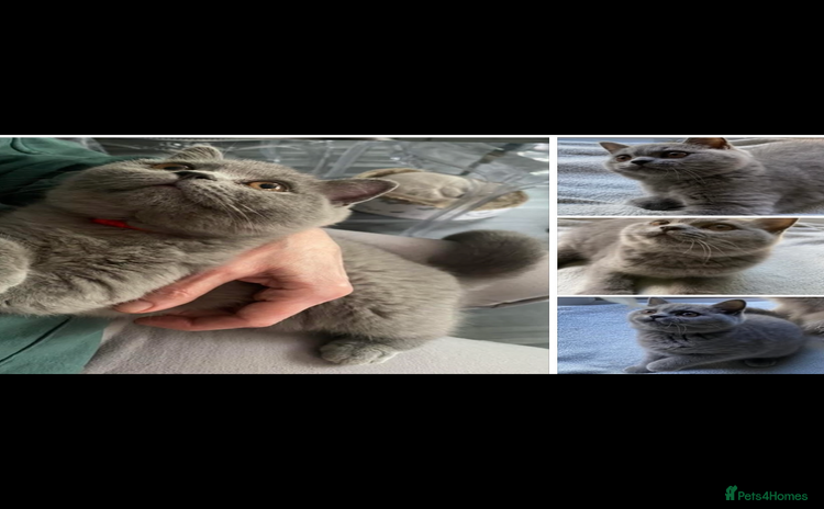 British Shorthair cats - Advert 13