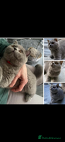 British Shorthair cats - Advert 2