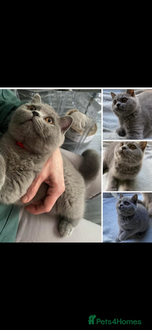 British Shorthair cats - Advert 13