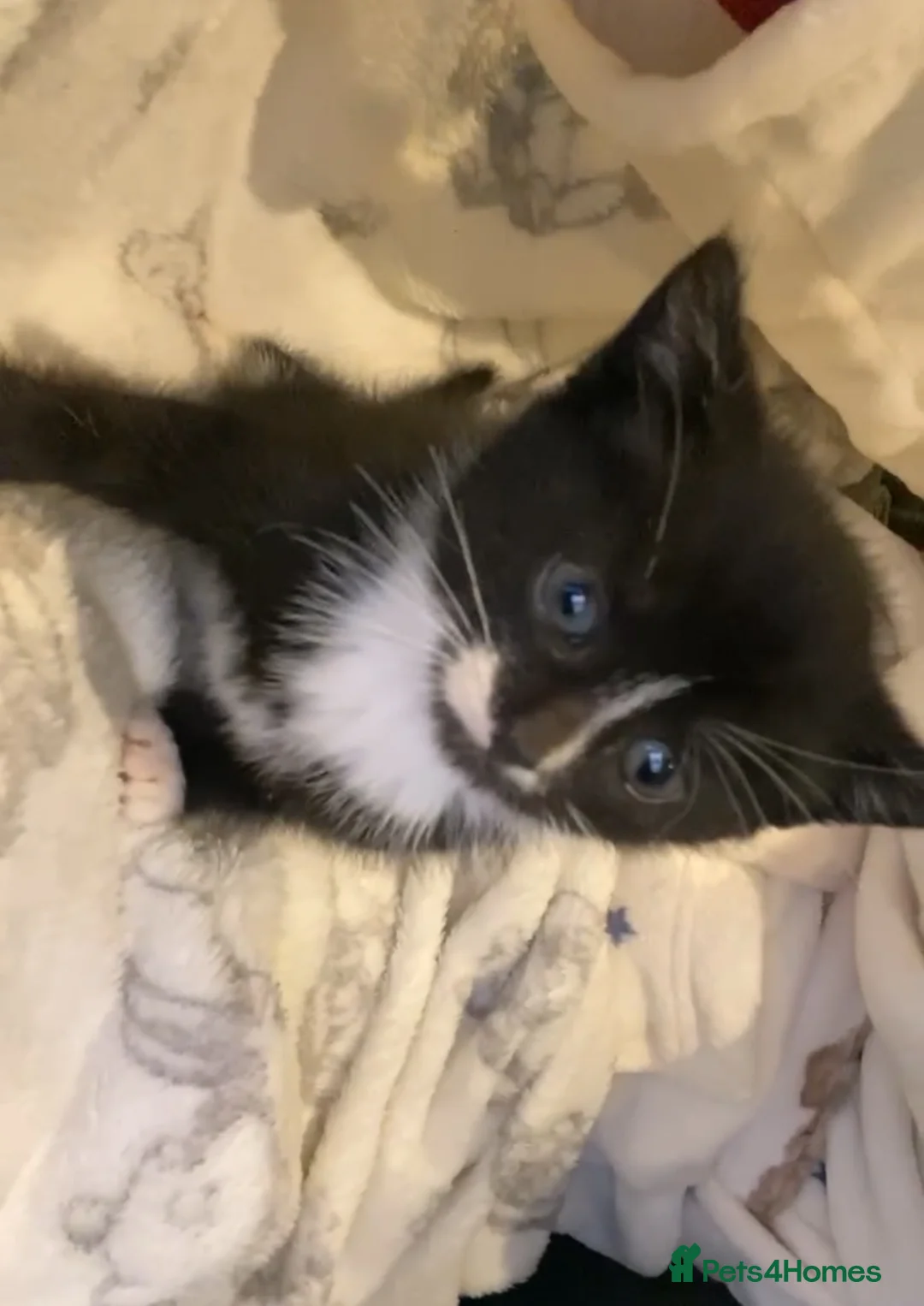 Mixed Breed cats for sale: LAST kitten waiting for their forever home!! - Advert 2