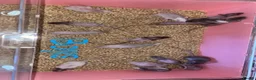 Rat rodents for sale: Beautiful baby rat’s available now! - Advert 2