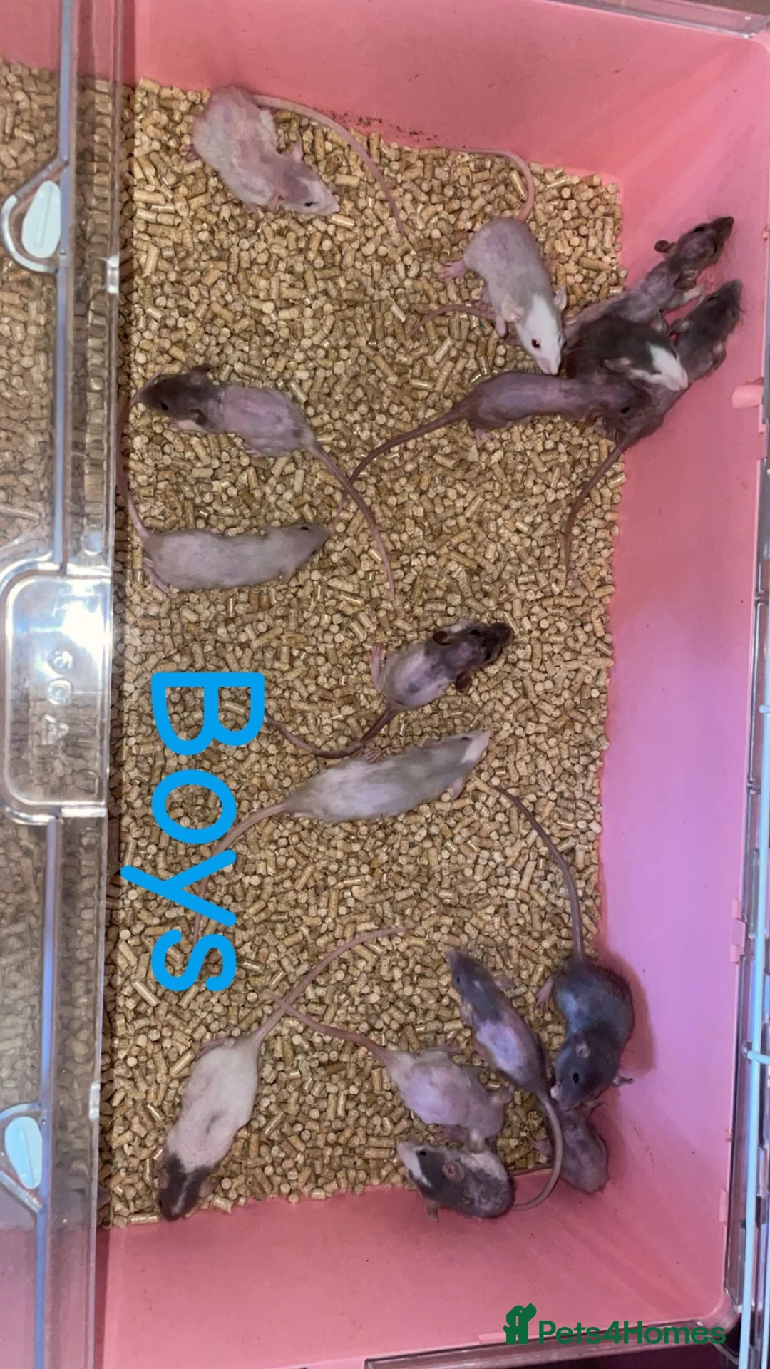 Rat rodents for sale: Beautiful baby rat’s available now! - Advert 2
