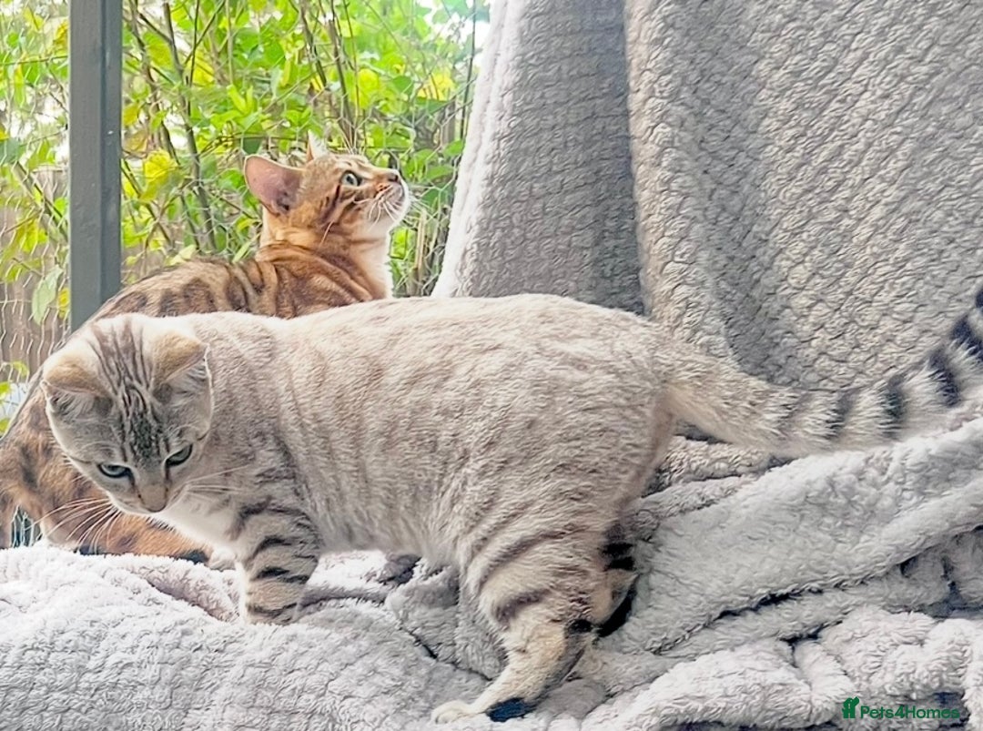 Bengal cats for sale: Young Bengals Males & Females - Image 11