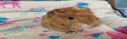 Guinea Pig rodents for sale: Baby Golden Boars / Young Adult Sheltie Boar  RTL  - Advert 1