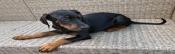 Dobermann dogs for sale: Champion and working lines KC Doberman litter - Advert 22
