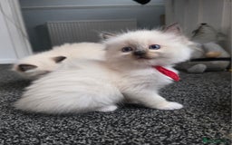 Ragdoll cats for sale: Fully Vaccinated Ragdolls ready 8th Nov - Image 12