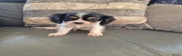 Cavalier King Charles Spaniel dogs for sale: KC Health Clear Cavalier King Charles Boys - Advert 28