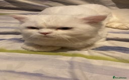 Persian cats for sale: Beautiful white persain  - Image 6