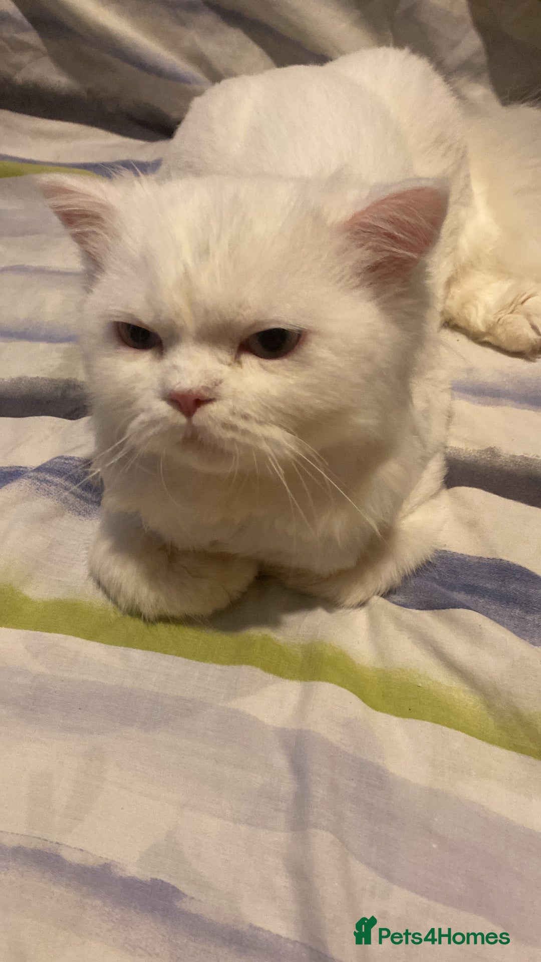 Persian cats for sale: Beautiful white persain  - Image 6