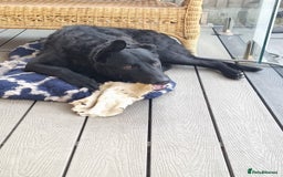 Mixed Breed dogs for adoption: Rocco - Image 9