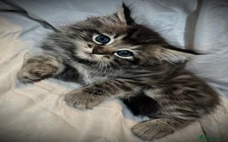 Ragdoll cats for sale: Ragdolls  - Image 10