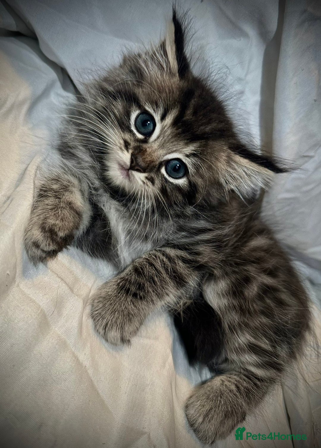 Ragdoll cats for sale: Ragdolls  - Image 10