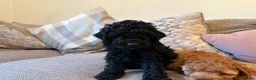 Cavapoo dogs for sale: Cavapoo puppies  - Advert 9