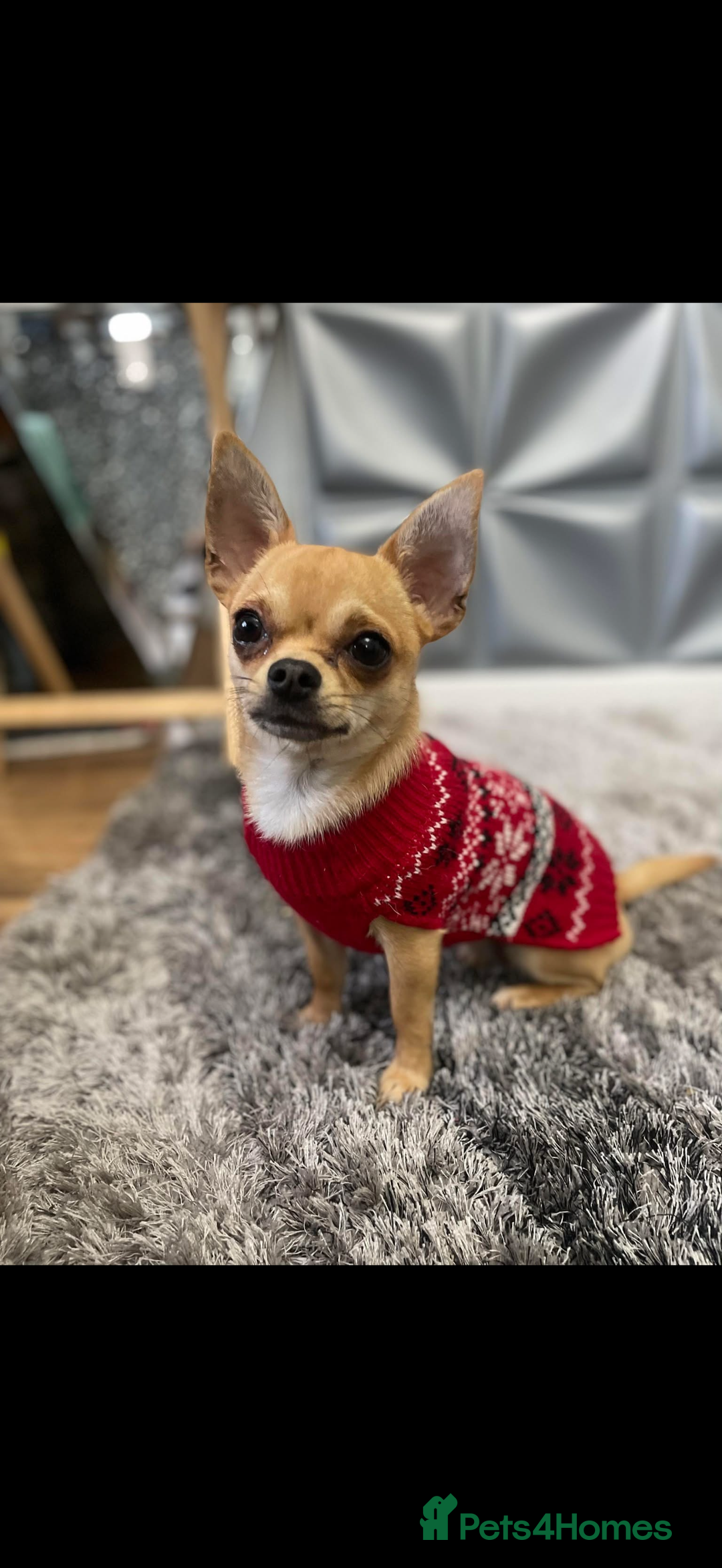 Pomchi dogs for sale: Pomchi puppies  - Advert 4