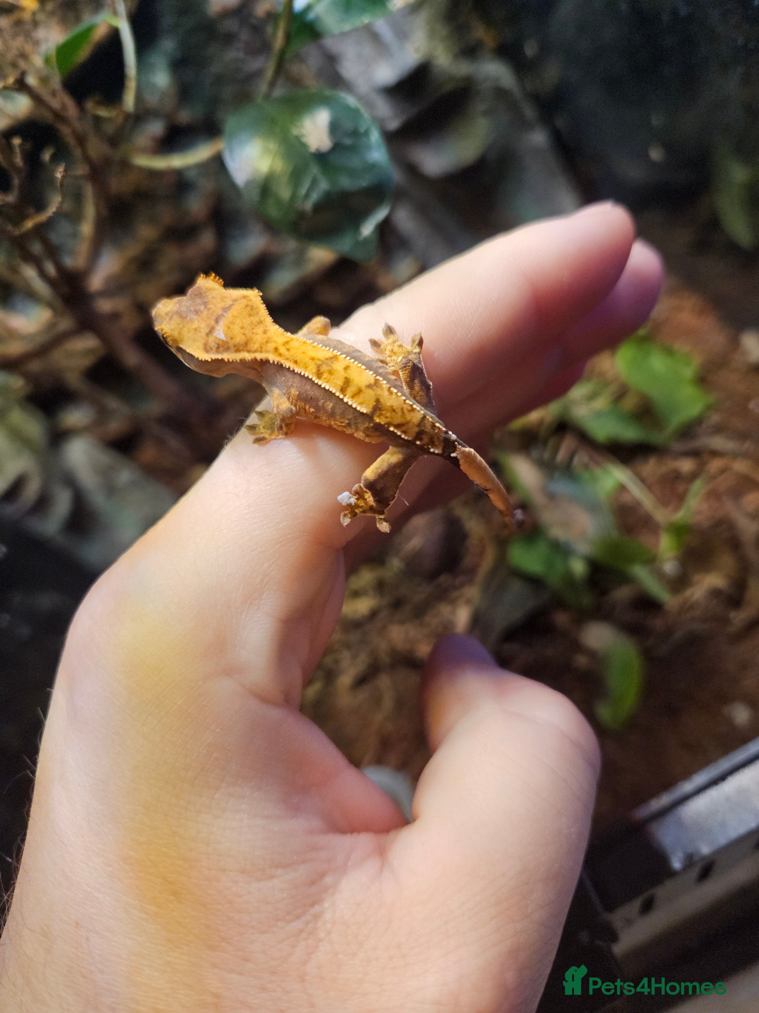 Gecko reptiles Crested gecko baby's - Advert 1