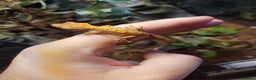 Gecko reptiles for sale: Crested gecko baby's - Advert 1