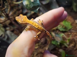 Gecko reptiles Crested gecko baby's - Advert 18