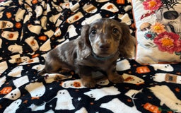 Miniature Dachshund dogs for sale: Adorable Longhaired Miniature Dachshund Puppies - Image 11
