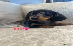 Miniature Dachshund dogs for sale: 🐾Adorable miniature dachshunds 🐾 - Image 10