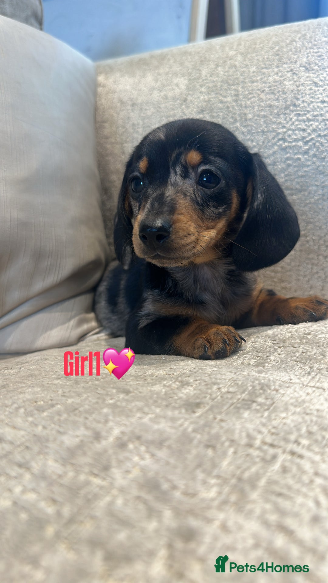 Miniature Dachshund dogs for sale: 🐾Adorable miniature dachshunds 🐾 - Image 10