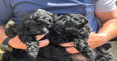 Cockapoo dogs - Advert 6