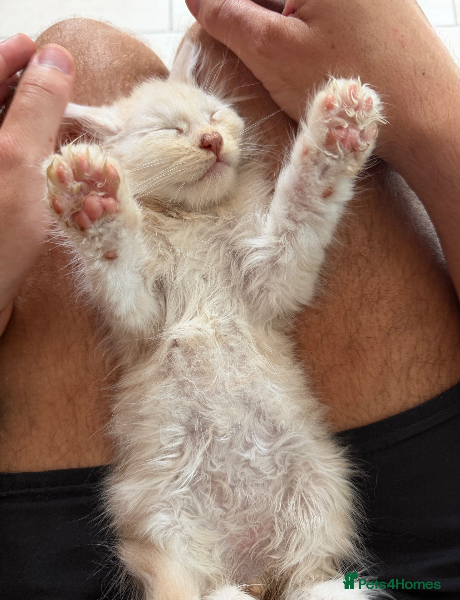 Maine Coon cats Maine Coon 3/4 Cross Kittens  - Advert 1