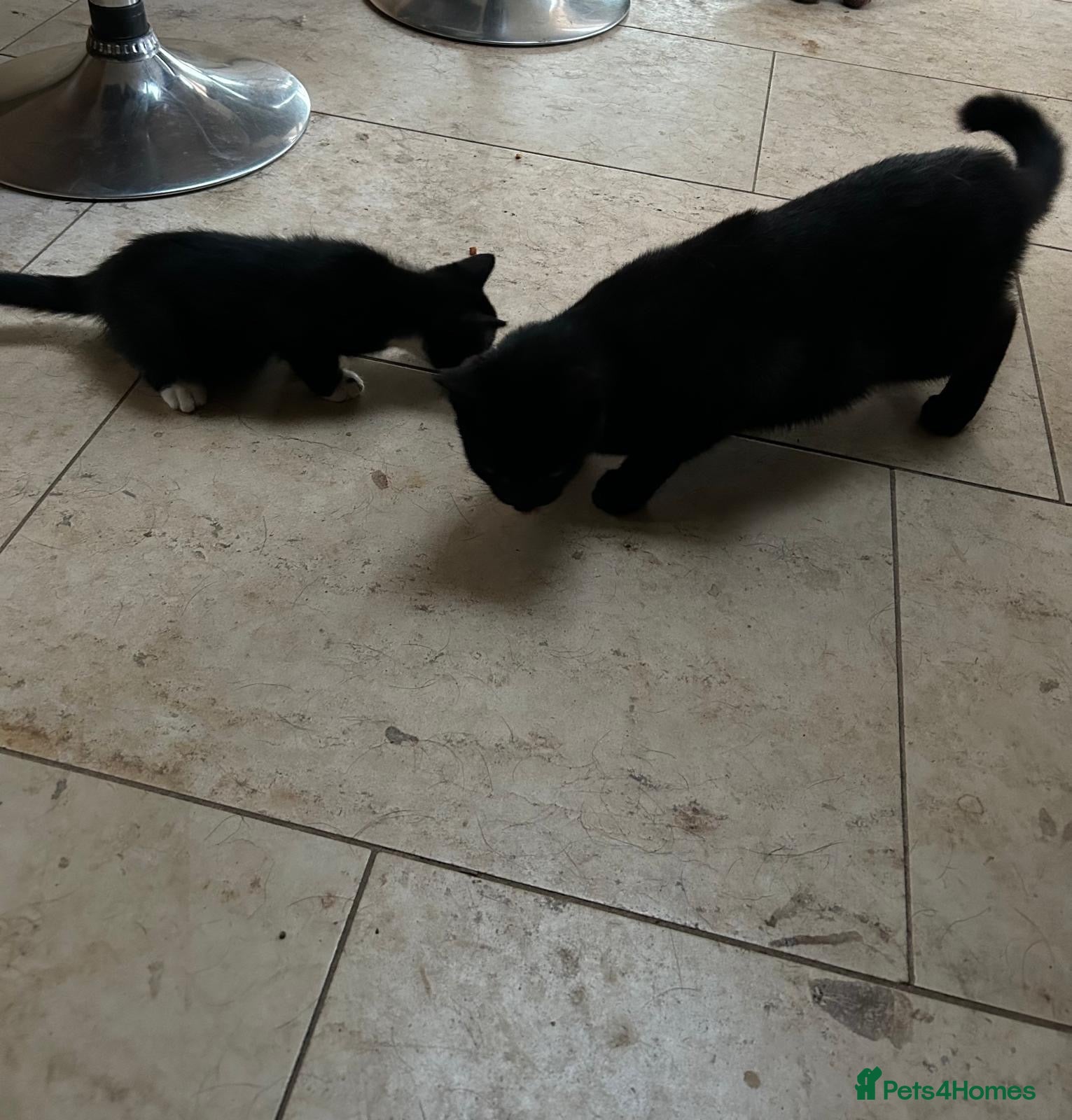 Mixed Breed cats 3 playful boys looking for a new home.  - Advert 4