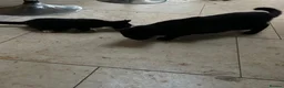 Mixed Breed cats for sale: 3 playful boys looking for a new home.  in Linlithgow - Advert 1