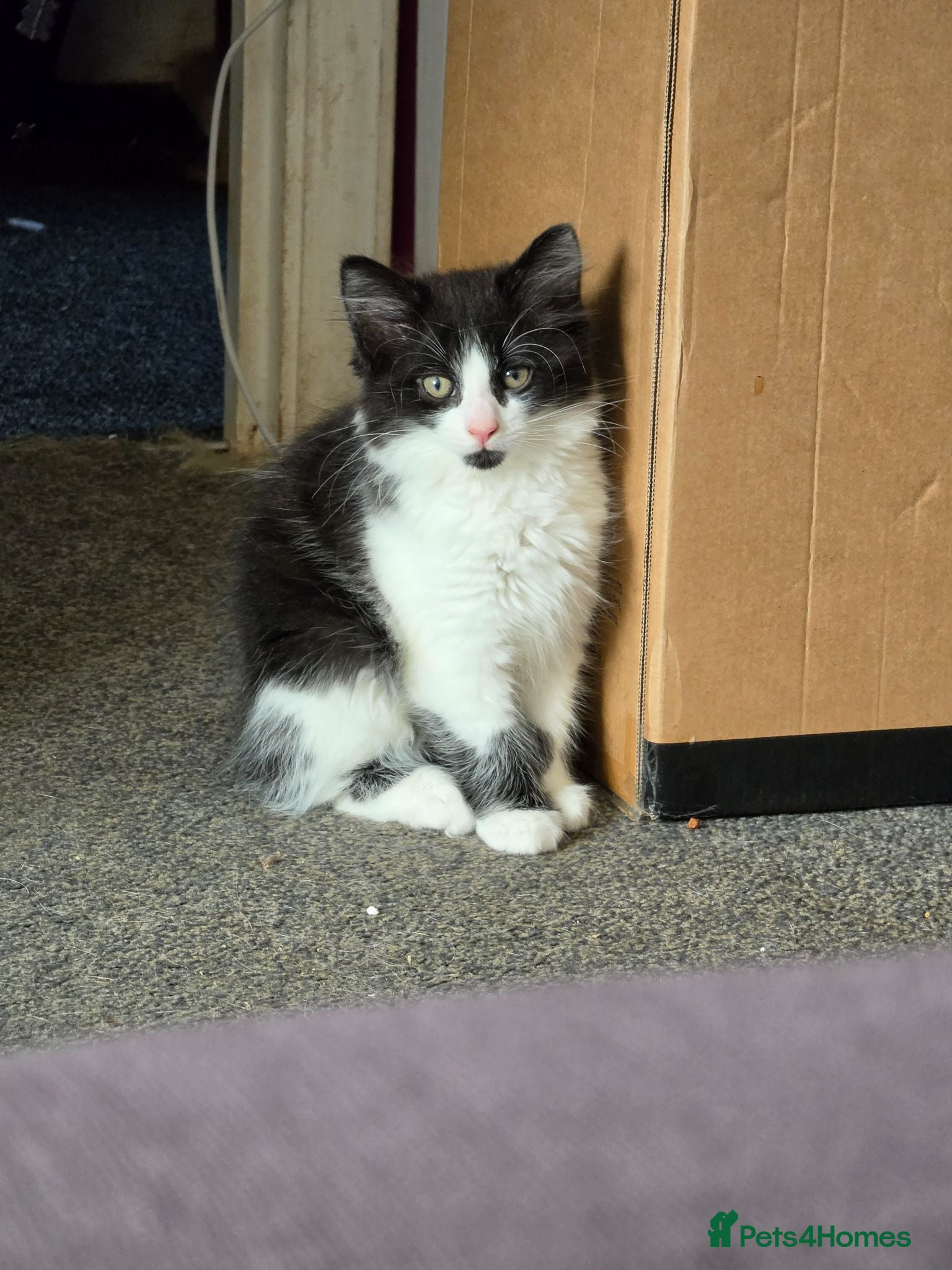 Mixed Breed cats Fluffy boy kitten - Advert 1