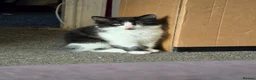 Mixed Breed cats for sale: Fluffy boy kitten - Advert 1