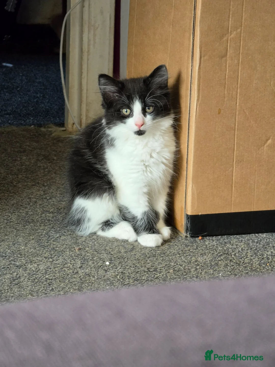 Mixed Breed cats for sale: Fluffy boy kitten - Advert 1