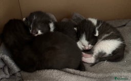 Domestic Shorthair cats for sale: Domestic short haired kittens for sale  - Image 6