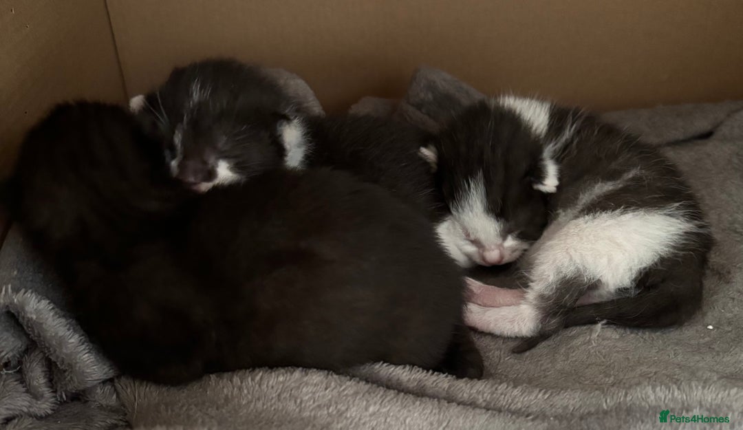 Domestic Shorthair cats for sale: Domestic short haired kittens for sale  - Image 6